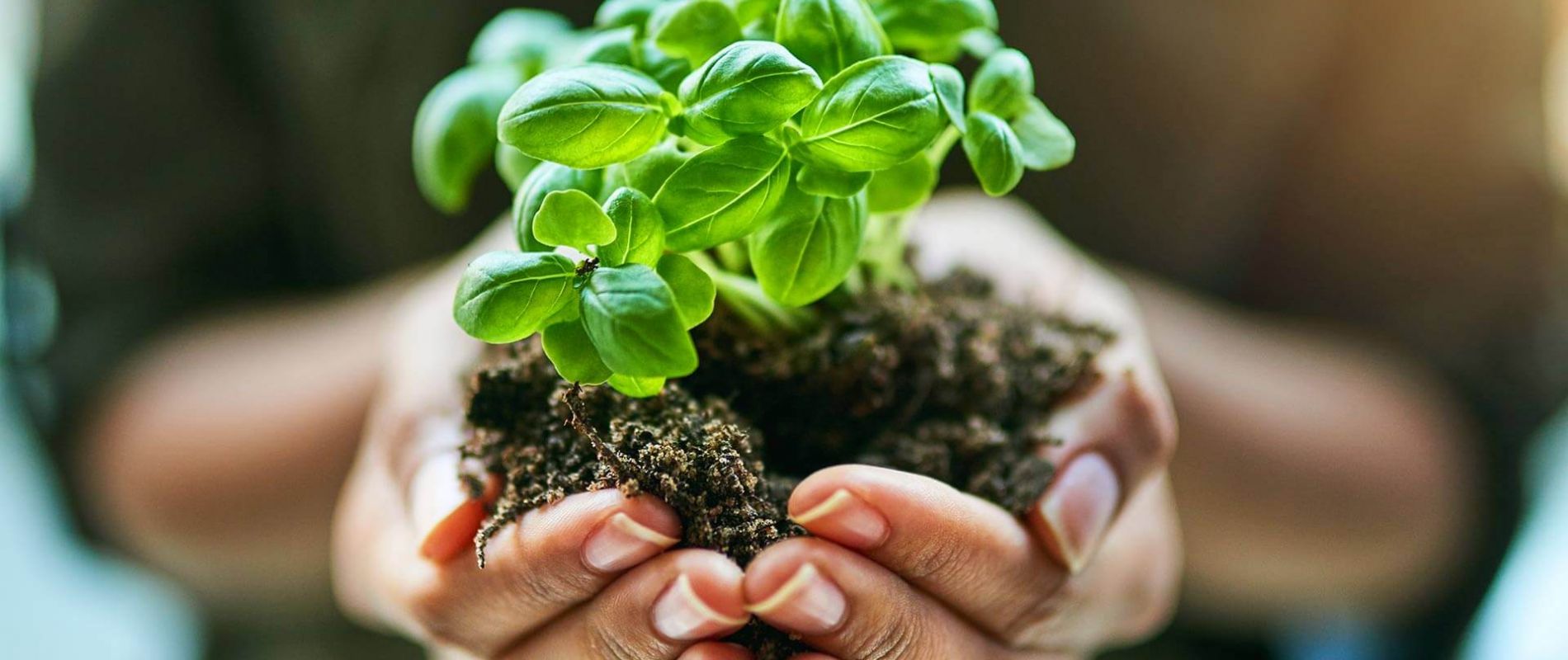 stock_grow_woman